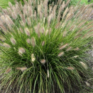 2 gallon - Praline™ Fountain Grass (GRASS - PE. AL. PRALINE) - 2 gallon - 2 gallon