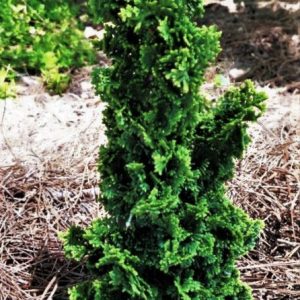 3 gallon - Primo™ Arborvitae (THUJA OCC. PRIMO) - 3 gallon - 3 gallon