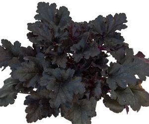 1 gallon - Primo® 'Black Pearl' Coral Bells
 (HEUCHERA BLACK PEARL) - 1 gallon - 1 gallon