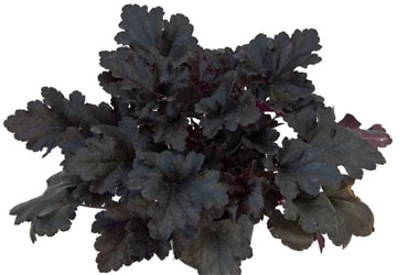 1 gallon - Primo® 'Black Pearl' Coral Bells
 (HEUCHERA BLACK PEARL) - 1 gallon - 1 gallon