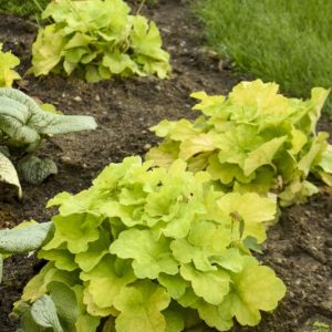 1 gallon - Primo® 'Pistachio Ambrosia' Coral Bells (HEUCHERA PISTACHIO AMBROSIA) - 1 gallon - 1 gallon