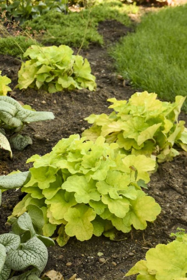 1 gallon - Primo® 'Pistachio Ambrosia' Coral Bells (HEUCHERA PISTACHIO AMBROSIA) - 1 gallon - 1 gallon