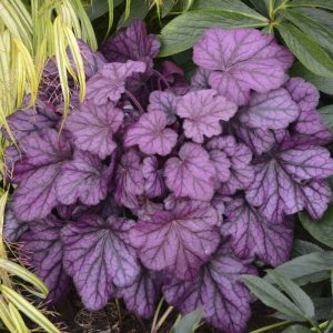 1 gallon - Primo® 'Wild Rose' Coral Bells (HEUCHERA WILD ROSE) - 1 gallon - 1 gallon