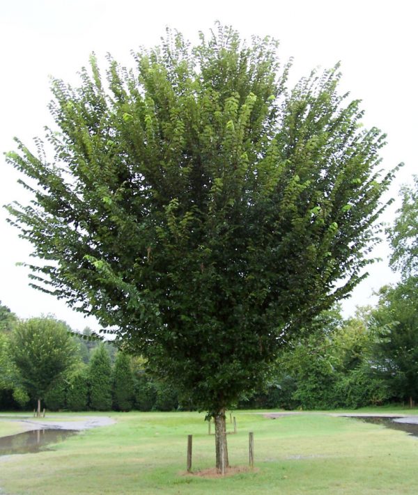 3 gallon - Princeton American Elm (ULMUS A. PRINCETON) - 3 gallon - 3 gallon