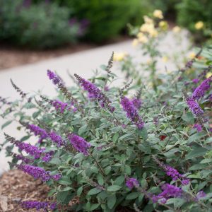 3 gallon - Proven Winner® Color Choice® Lo & Behold® Blue Chip Jr Butterfly Bush (BUDDLEIA ‘BLUE CHIP JR’) - 3 gallon - 3 gallon