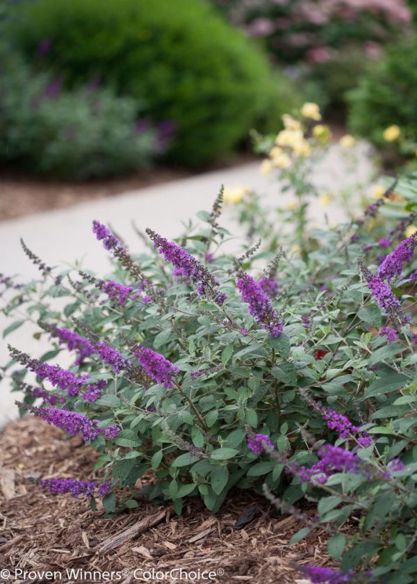 3 gallon - Proven Winner® Color Choice® Lo & Behold® Blue Chip Jr Butterfly Bush (BUDDLEIA ‘BLUE CHIP JR’) - 3 gallon - 3 gallon