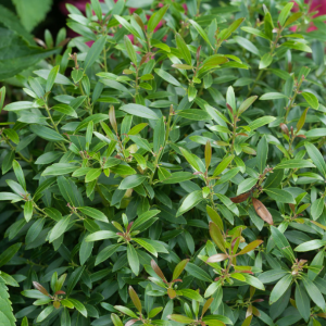 3 gallon 15" - Proven Winners® Color Choice® Gem Box® Inkberry Holly (Ilex glabra 'SMNIGAB17') - 3 gallon 15" - 3 gallon 15"