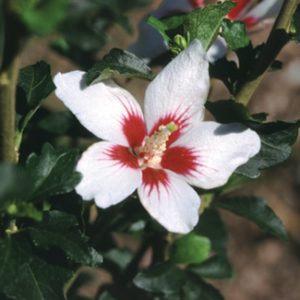 2 gallon - Proven Winners® Color Choice® Lil’ Kim® Rose Of Sharon (Hibiscus syriacus ‘Antong Two’) - 2 gallon - 2 gallon