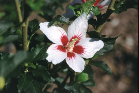 2 gallon - Proven Winners® Color Choice® Lil’ Kim® Rose Of Sharon (Hibiscus syriacus ‘Antong Two’) - 2 gallon - 2 gallon