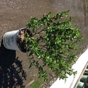 2 gallon - Proven Winners® Color Choice® Lil’ Kim® Violet Rose of Sharon (Hibiscus syriacus ‘SHIMRV24’) - 2 gallon - 2 gallon
