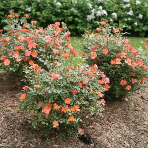 2 gallon - Proven Winners® Color Choice® Oso Easy Hot Paprika® Rose (ROSA 'FARROWRSP') - 2 gallon - 2 gallon