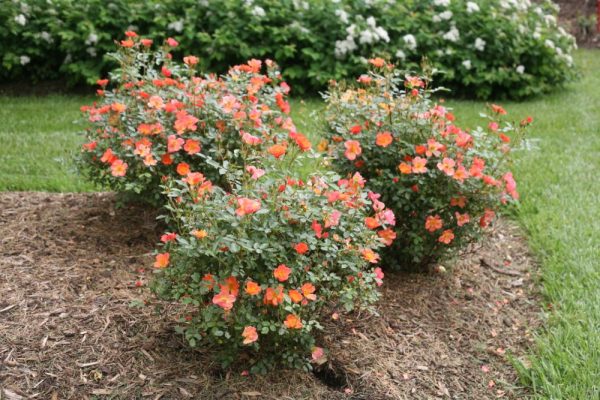 2 gallon - Proven Winners® Color Choice® Oso Easy Hot Paprika® Rose (ROSA 'FARROWRSP') - 2 gallon - 2 gallon