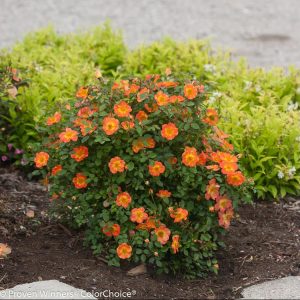 2 gallon - Proven Winners® Color Choice® Oso Easy® Paprika Rose (ROSA ‘CHEWMAYTIME’) - 2 gallon - 2 gallon