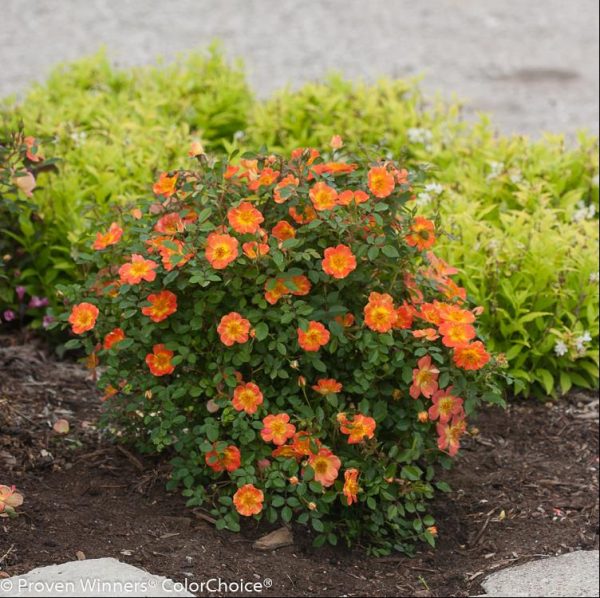 2 gallon - Proven Winners® Color Choice® Oso Easy® Paprika Rose (ROSA ‘CHEWMAYTIME’) - 2 gallon - 2 gallon