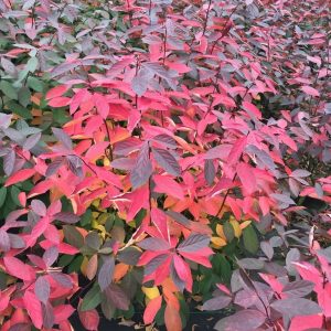 3 gallon 15" - Proven Winners® Color Choice® Scentlandia Sweetspire (ITEA VIRGINICA ‘SMNIVDFC’) - 3 gallon 15" - 3 gallon 15"