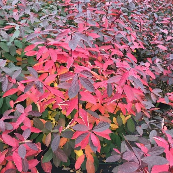 3 gallon 15" - Proven Winners® Color Choice® Scentlandia Sweetspire (ITEA VIRGINICA ‘SMNIVDFC’) - 3 gallon 15" - 3 gallon 15"