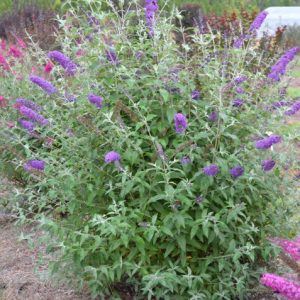 2 gallon - Psychedelic Sky™ Butterfly Bush (BUDDLEIA PSYCHEDELIC SKY) - 2 gallon - 2 gallon