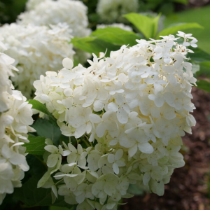 3 gallon - Puffer Fish® Panicle Hydrangea (HYDRANGEA P PUFFER FISH) - 3 gallon - 3 gallon