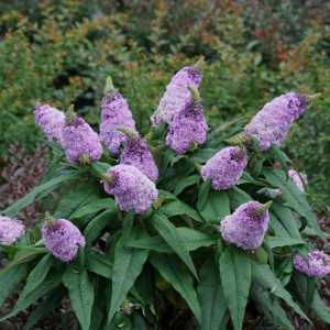 3 gallon - Pugster® Amethyst Butterfly Bush (BUDDLEIA PUGSTER® AMETHYST) - 3 gallon - 3 gallon