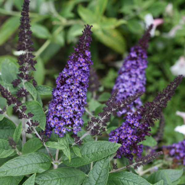 3 gallon - Pugster Blue® Butterfly Bush
 (BUDDLEIA PUGSTER BLUE) - 3 gallon - 3 gallon