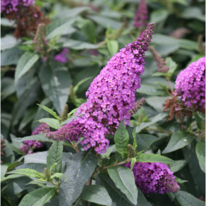3 gallon - Pugster Periwinkle® Butterfly Bush (BUDDLEIA PUGSTER PERIWINKLE) - 3 gallon - 3 gallon