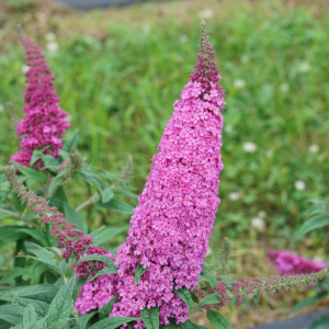 2 gallon - Pugster Pinker® Butterfly Bush (BUDDLEIA PUGSTER PINKER) - 2 gallon - 2 gallon