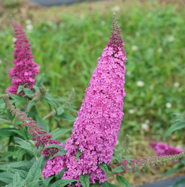 3 gallon - Pugster Pinker® Butterfly Bush (BUDDLEIA PUGSTER PINKER) - 3 gallon - 3 gallon