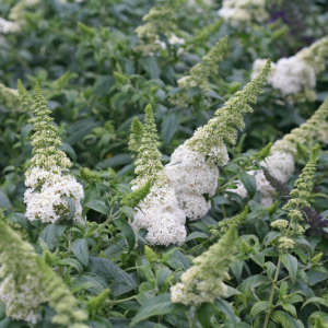 3 gallon - Pugster White® Butterfly Bush (BUDDLEIA PUGSTER WHITE) - 3 gallon - 3 gallon