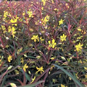 1 gallon - Purple-Flowered Loosestrife (LYSIMACHIA L. BURUNDY MIST) - 1 gallon - 1 gallon