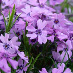 1 gallon - Purple Beauty Creeping Phlox (PHLOX SUB. PURPLE BEAUTY) - 1 gallon - 1 gallon