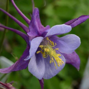 1 gallon - Purple Blue Colmbine (AQUILEGIA EARLYBIRD™ PURPLE BLUE) - 1 gallon - 1 gallon