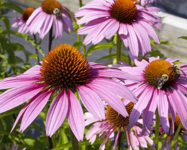 3QT - Purple Coneflower (ECHINACEA PURPUREA MAGNUS) - 3QT - 3QT