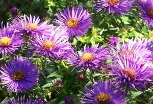 1 gallon - Purple Dome Aster (ASTER N. PURPLE DOME) - 1 gallon - 1 gallon