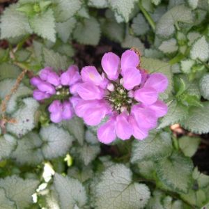 1 gallon - Purple Dragon Spotted Deadnettle (LAMIUM M. PURPLE DRAGON) - 1 gallon - 1 gallon