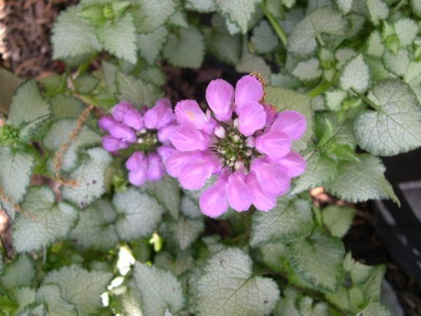 1 gallon - Purple Dragon Spotted Deadnettle (LAMIUM M. PURPLE DRAGON) - 1 gallon - 1 gallon