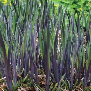 1 gallon - Purple Flame Iris (IRIS VERSICOLOR PURPLE FLAME) - 1 gallon - 1 gallon