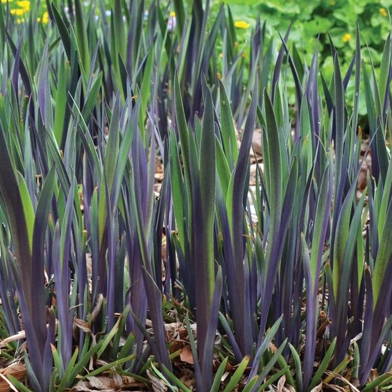 1 gallon - Purple Flame Iris (IRIS VERSICOLOR PURPLE FLAME) - 1 gallon - 1 gallon