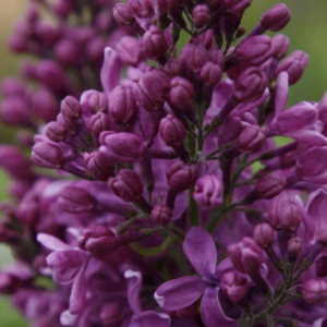 3 gallon 15" - Purple Glory Lilac (SYRINGA X PURPLE GLORY) - 3 gallon 15" - 3 gallon 15"
