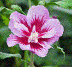 3 gallon 18" - Purple Pillar® Rose of Sharon (HIBISCUS S. PURPLE PILLAR) - 3 gallon 18" - 3 gallon 18"