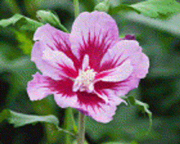 3 gallon 18" - Purple Pillar® Rose of Sharon (HIBISCUS S. PURPLE PILLAR) - 3 gallon 18" - 3 gallon 18"