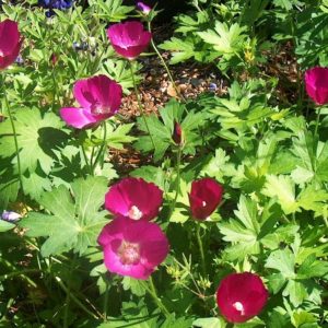 2 gallon - Purple Poppy Mallow (CALLIRHOE INVOLUCRATA) - 2 gallon - 2 gallon