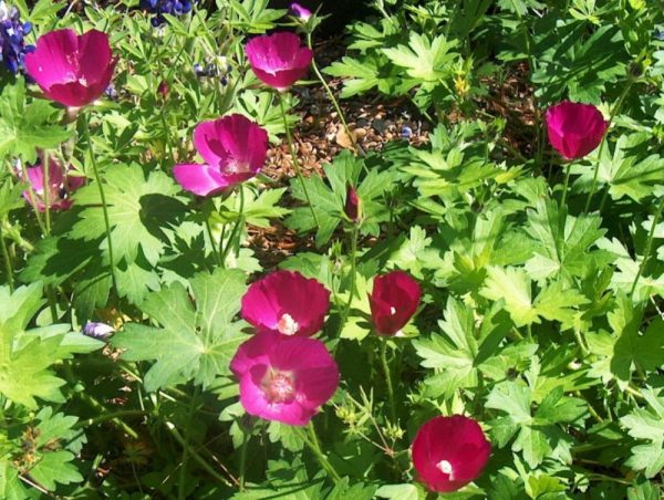 2 gallon - Purple Poppy Mallow (CALLIRHOE INVOLUCRATA) - 2 gallon - 2 gallon