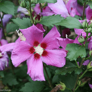 3 gallon 18" - Purple Satin Rose of Sharon (HIBISCUS S. PURPLE SATIN) - 3 gallon 18" - 3 gallon 18"