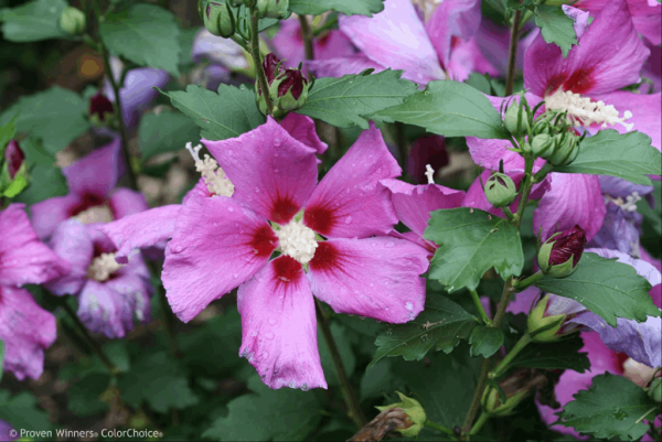 3 gallon 18" - Purple Satin Rose of Sharon (HIBISCUS S. PURPLE SATIN) - 3 gallon 18" - 3 gallon 18"