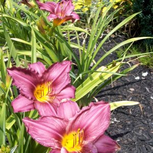 1 gallon - Purple d'Oro Daylily (HEMER PURPLE DORO) - 1 gallon - 1 gallon