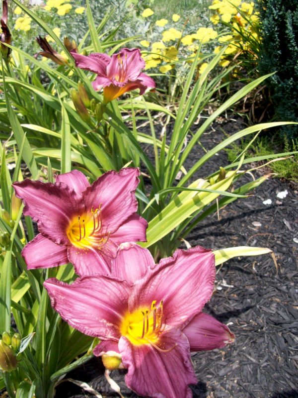 1 gallon - Purple d'Oro Daylily (HEMER PURPLE DORO) - 1 gallon - 1 gallon