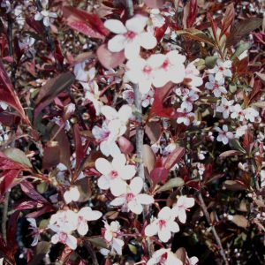 3 gallon 18" - Purpleleaf Sand Cherry (PRUNUS CISTENA) - 3 gallon 18" - 3 gallon 18"