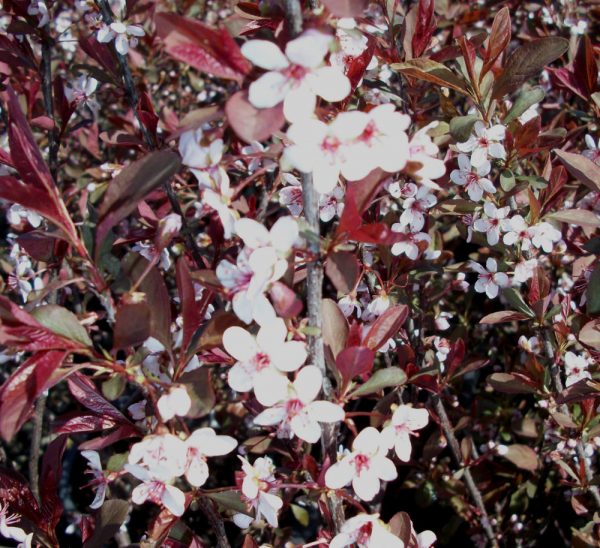 3 gallon 18" - Purpleleaf Sand Cherry (PRUNUS CISTENA) - 3 gallon 18" - 3 gallon 18"