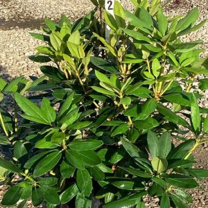 3 gallon 15" - Purpureum Elegans Rhododendron (RHODO. PURPUREUM ELEGANS) - 3 gallon 15" - 3 gallon 15"