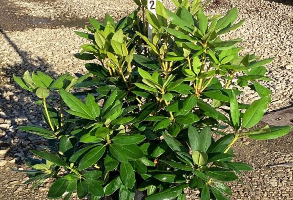 3 gallon 15" - Purpureum Elegans Rhododendron (RHODO. PURPUREUM ELEGANS) - 3 gallon 15" - 3 gallon 15"